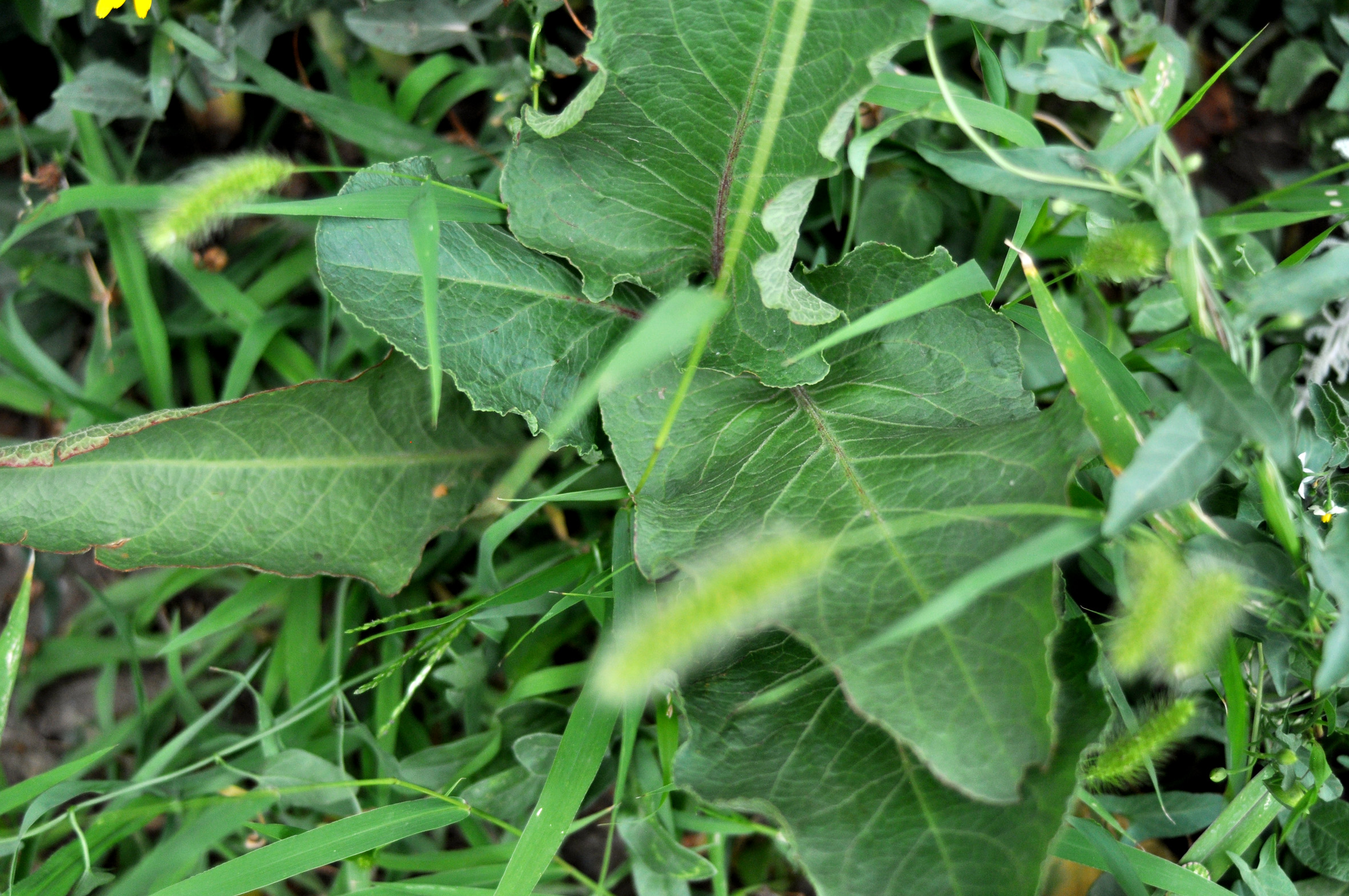 RUMEX OBTUSIFOLIUS L. - romice comune